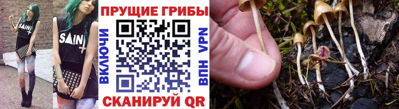 блэк спрут вход  Ейск  Галлюциногенные грибы Psilocybine cubensis 
