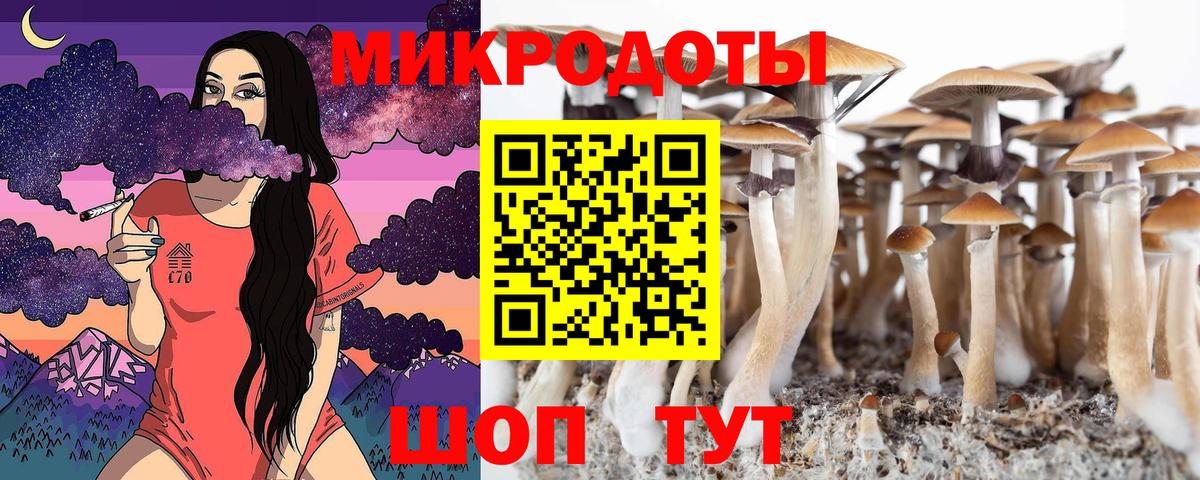 Галлюциногенные грибы Psilocybe Ейск
